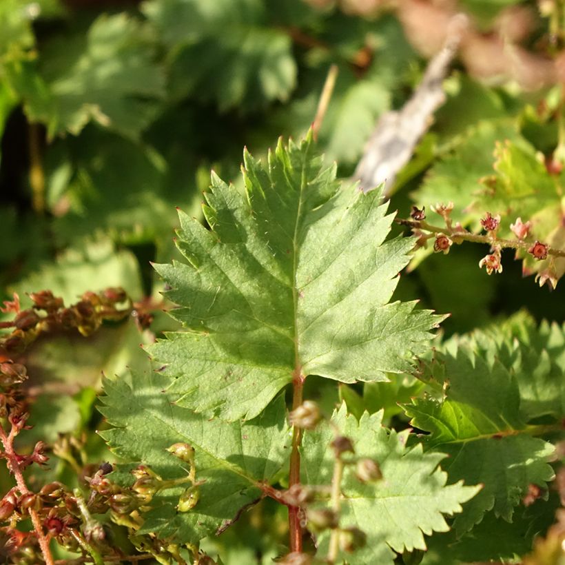 Isotöyhtöangervo var. kamtschaticus (Lehvistö)