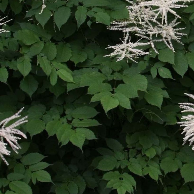 Isotöyhtöangervo sylvestris (Lehvistö)