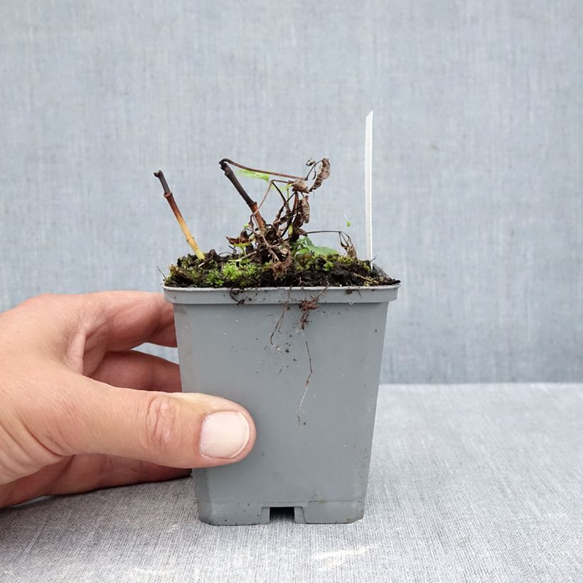 Esimerkki syksyllä toimitetusta Isotöyhtöangervo sylvestris 7/8 cm taimiruukku-taimesta