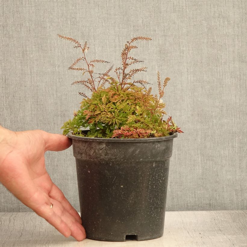 Esimerkki kesällä toimitetusta Aruncus Guinea Fowl - Barbe de Bouc Pot de 2L/3L-taimesta