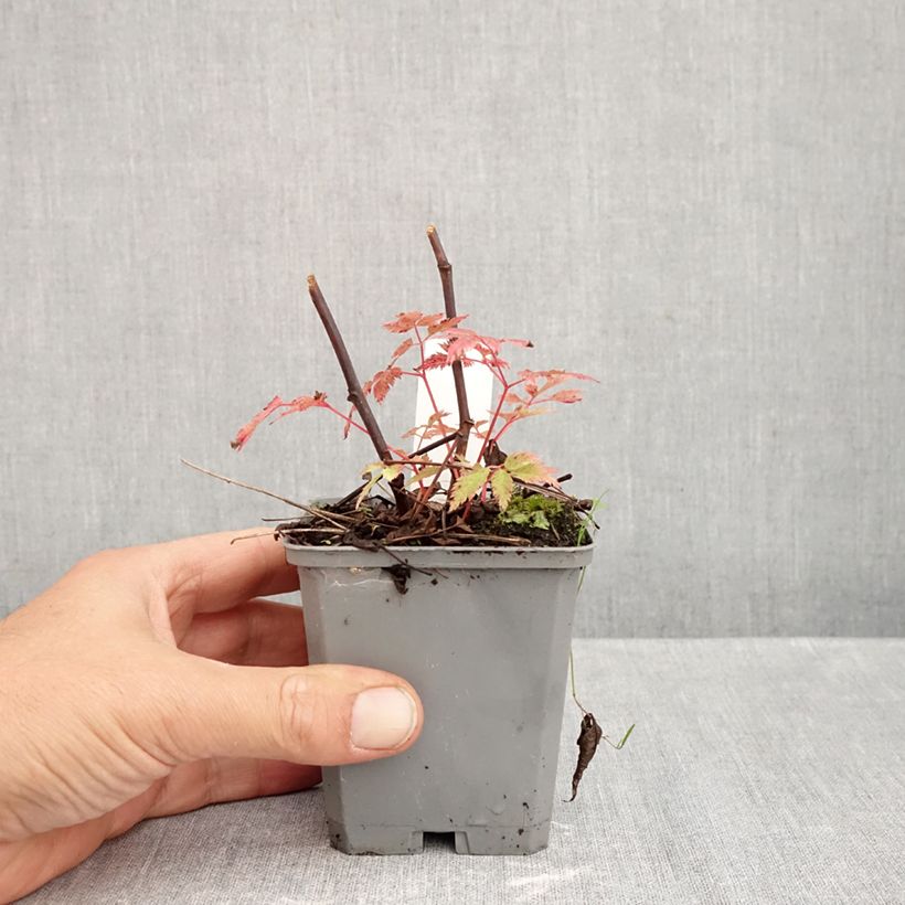 Esimerkki syksyllä toimitetusta Pikkutöyhtöangervo Horatio 8/9 cm taimiruukku-taimesta