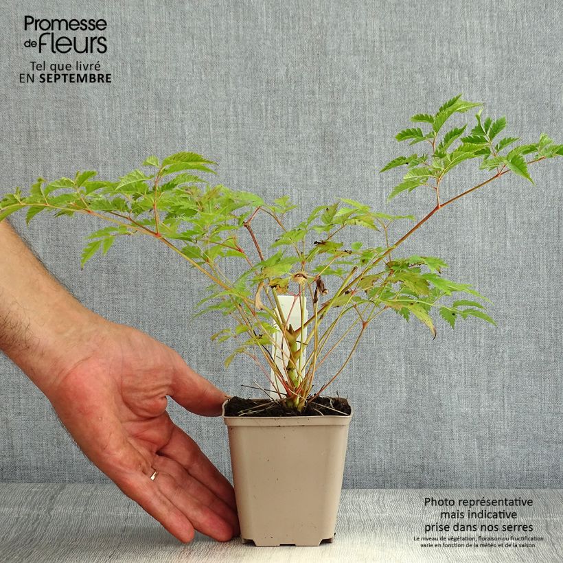 Esimerkki kesällä toimitetusta Pikkutöyhtöangervo Horatio Taimiruukku 8/9 cm-taimesta