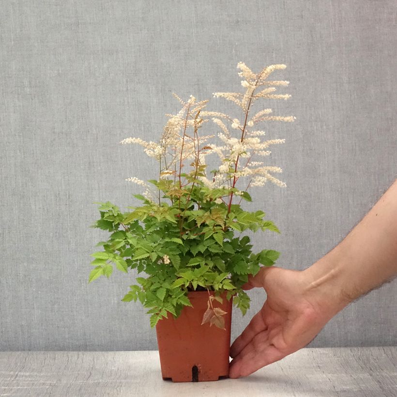 Esimerkki kesällä toimitetusta Pikkutöyhtöangervo Misty Lace Pot de 1L/1,5L-taimesta