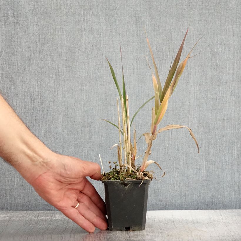 Esimerkki syksyllä toimitetusta Jättiruoko - Arundo donax 8/9 cm taimiruukku-taimesta