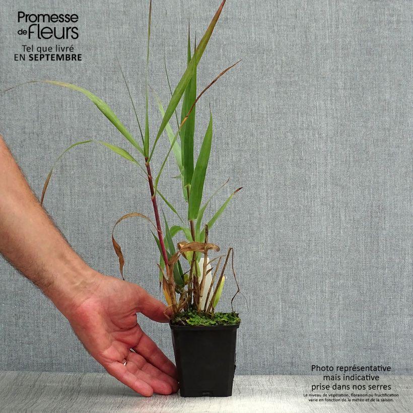 Esimerkki kesällä toimitetusta Jättiruoko - Arundo donax Taimiruukku 8/9 cm-taimesta