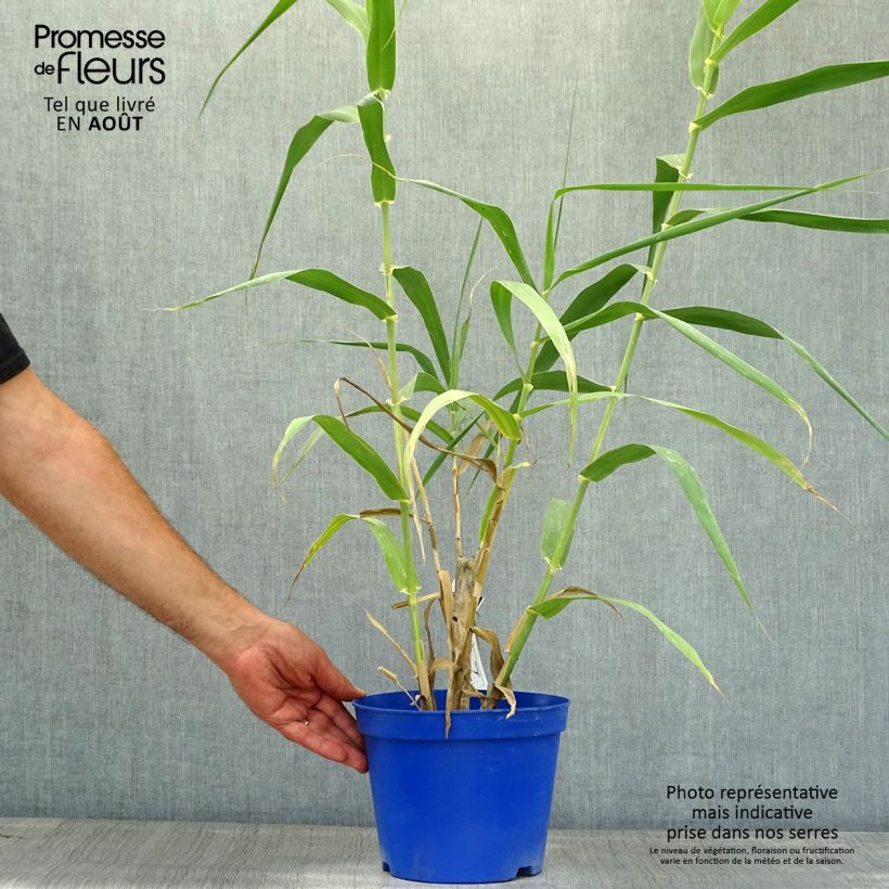 Esimerkki kesällä toimitetusta Jättiruoko - Arundo donax Ruukku 3L / 4L-taimesta