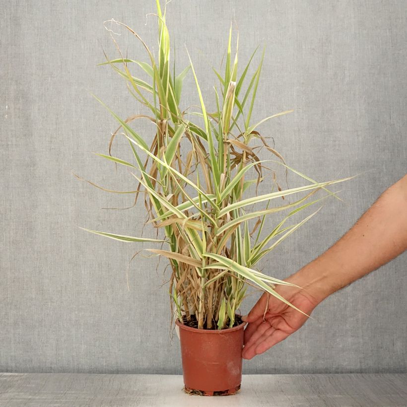 Esimerkki kesällä toimitetusta Arundo donax Ely - Canne de Provence Pot de 1L/1,5L-taimesta