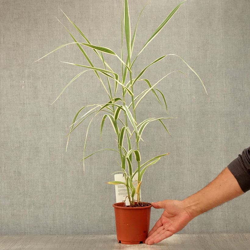 Esimerkki kesällä toimitetusta Jättiruoko Versicolor Pot de 1L/1,5L-taimesta