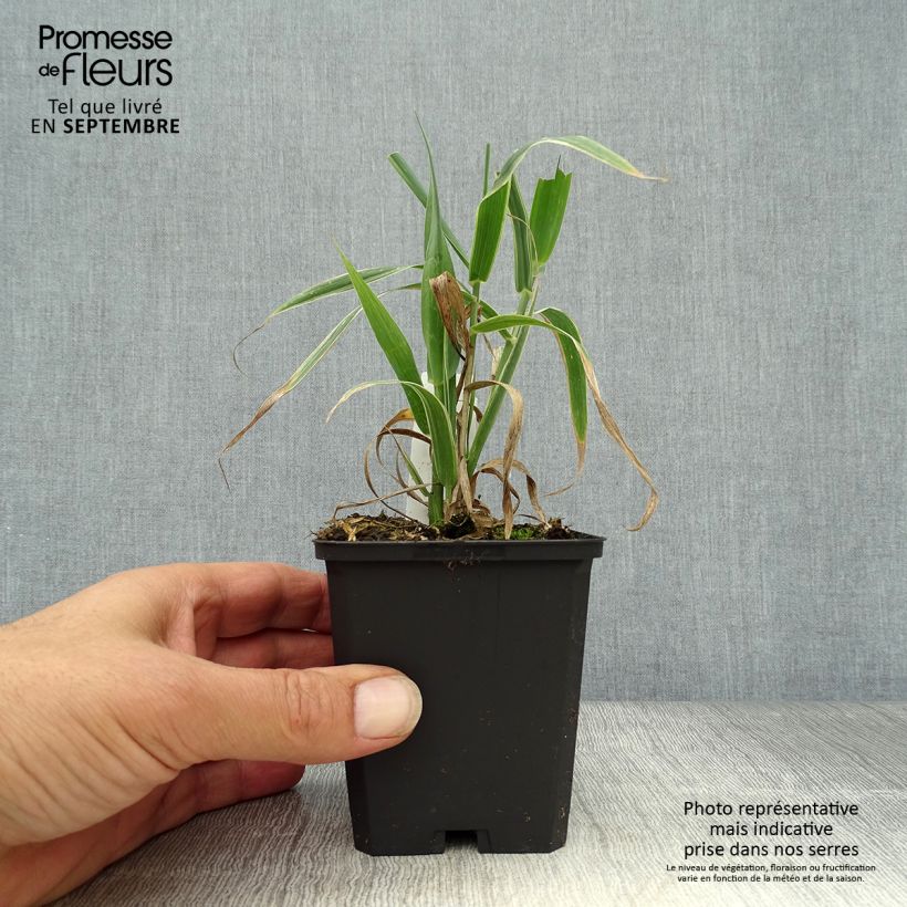 Esimerkki syksyllä toimitetusta Jättiruoko Versicolor 8/9 cm taimiruukku-taimesta