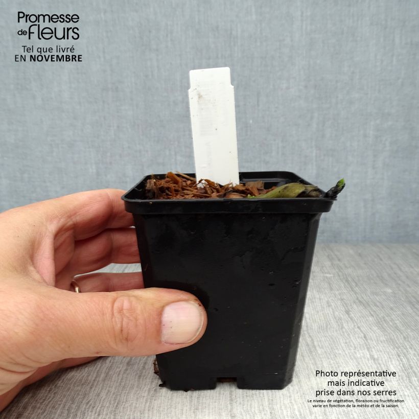 Esimerkki syksyllä toimitetusta Kanadantaponlehti - Asarum canadense 8/9 cm taimiruukku-taimesta