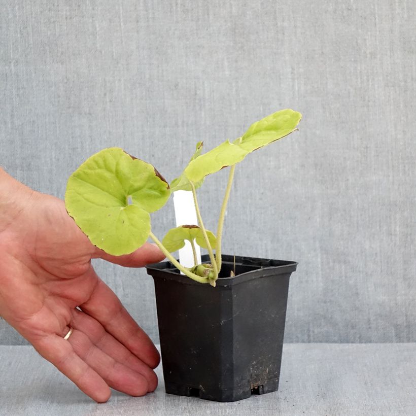 Esimerkki kesällä toimitetusta Kanadantaponlehti - Asarum canadense Godet de 8/9 cm-taimesta