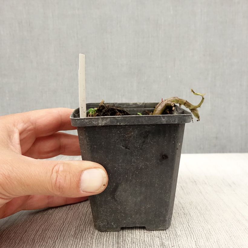 Esimerkki syksyllä toimitetusta Lännentaponlehti - Asarum caudatum 8/9 cm taimiruukku-taimesta