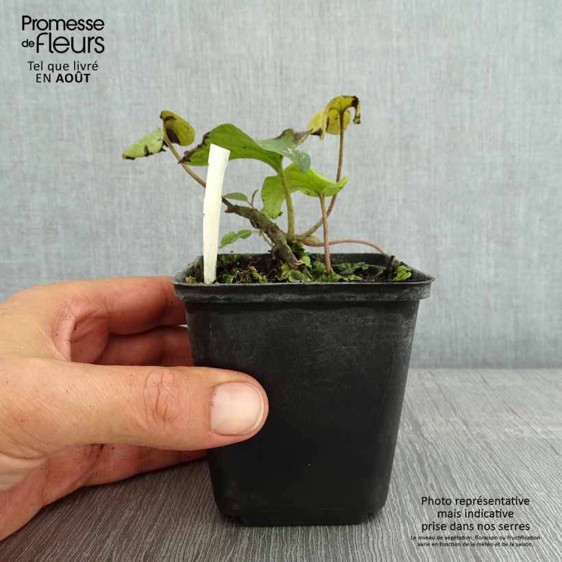 Esimerkki kesällä toimitetusta Lännentaponlehti - Asarum caudatum Taimiruukku 8/9 cm-taimesta
