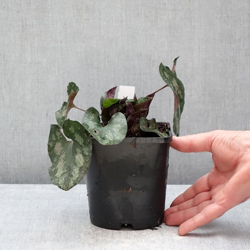 Esimerkki talvella toimitetusta Kirjotaponlehti - Asarum splendens 1 litran / 1,5 litran ruukku-taimesta