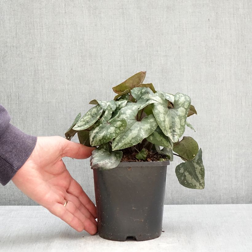 Esimerkki keväällä toimitetusta Kirjotaponlehti - Asarum splendens Pot de 1L/1,5L-taimesta