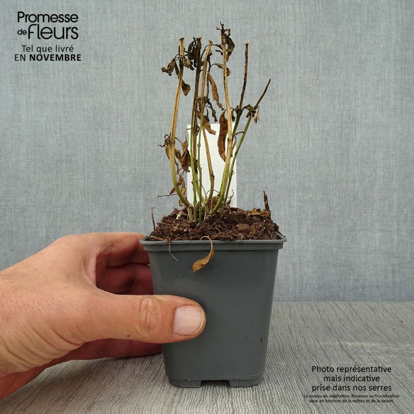 Esimerkki syksyllä toimitetusta Punasilkkiyrtti - Asclepias curassavica 8/9 cm taimiruukku-taimesta