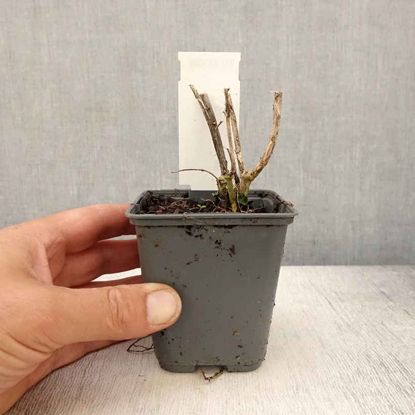 Esimerkki keväällä toimitetusta Punasilkkiyrtti - Asclepias curassavica Godet de 8/9 cm-taimesta