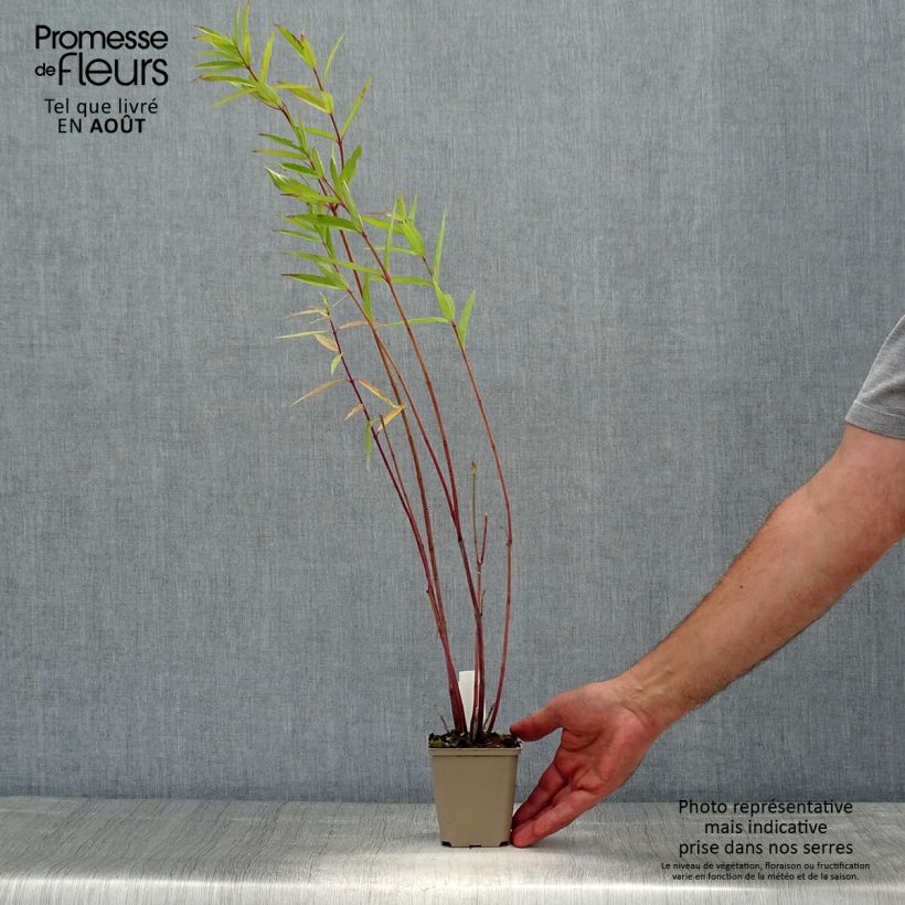 Esimerkki kesällä toimitetusta Tähtisilkkiyrtti - Asclepias speciosa Godet de 8/9 cm-taimesta