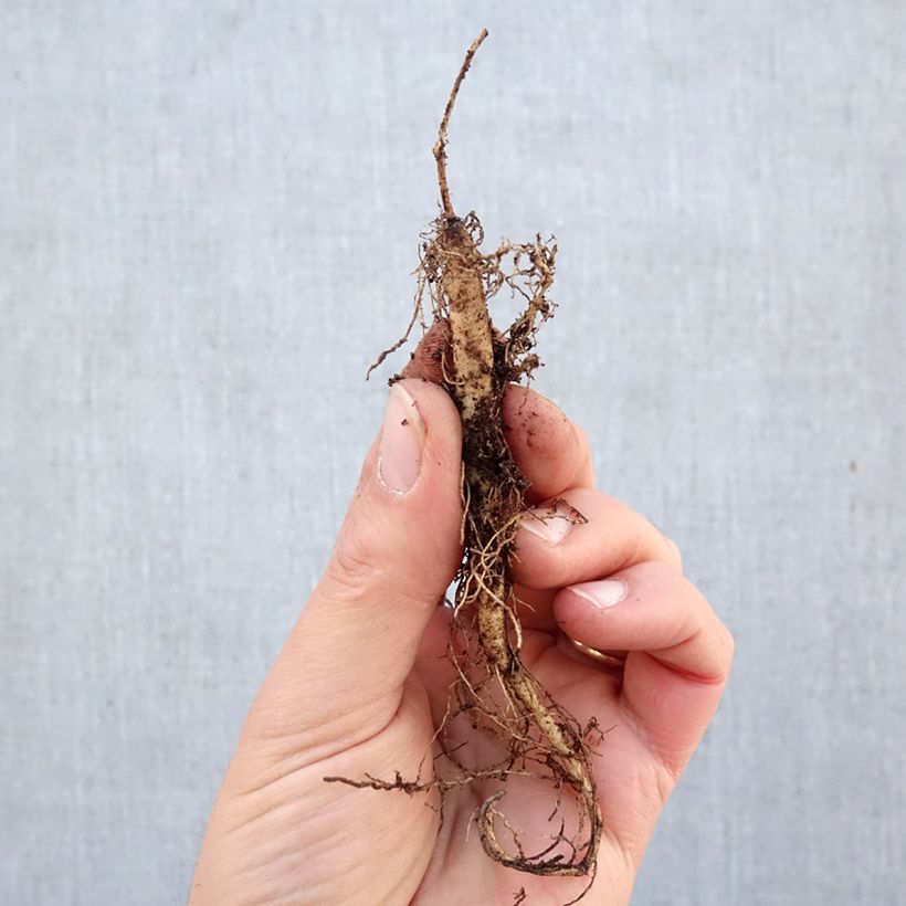 Esimerkki talvella toimitetusta Karvasilkkiyrtti - Asclepias tuberosa Paljasjuurinen-taimesta