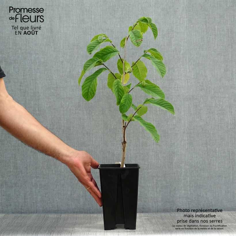 Esimerkki kesällä toimitetusta Papavi Susquehanna Peterson Pawpaws 3 litran/4 litran ruukku-taimesta