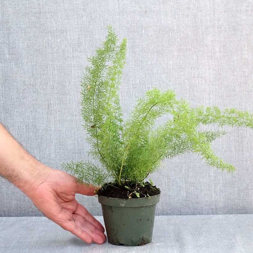 Esimerkki kesällä toimitetusta Häntäparsa - Asparagus densiflorus var. meyeri 8/9 cm taimiruukku-taimesta