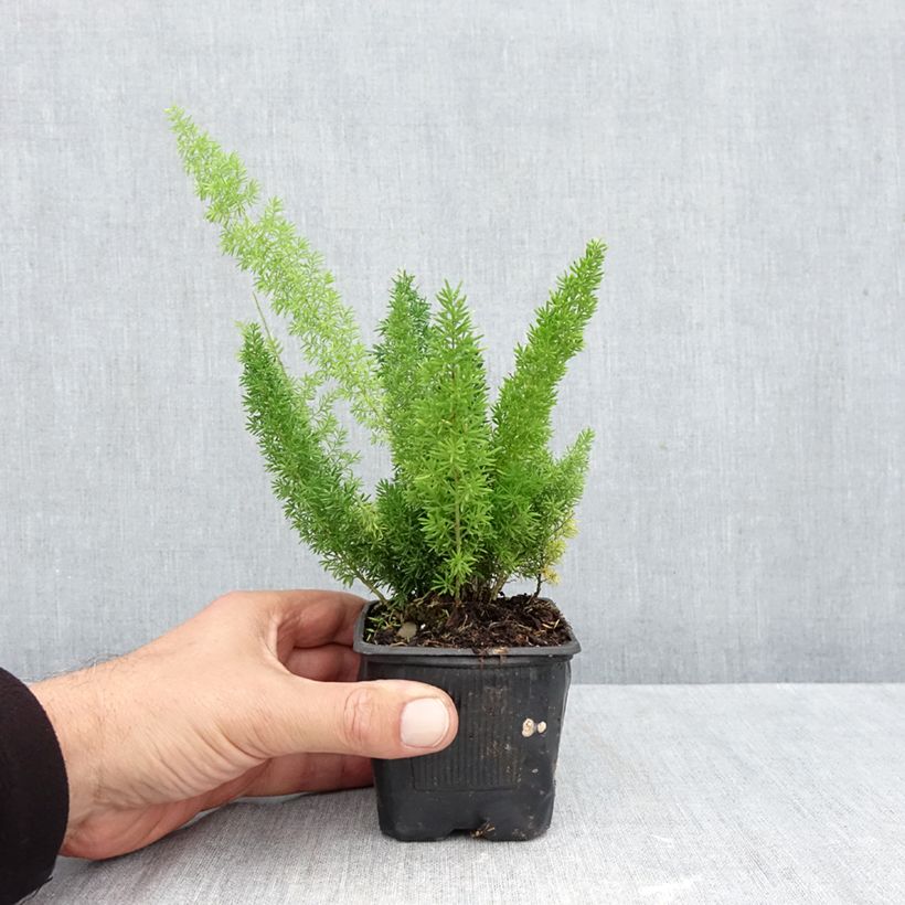 Esimerkki syksyllä toimitetusta Häntäparsa - Asparagus densiflorus var. meyeri 8/9 cm taimiruukku-taimesta