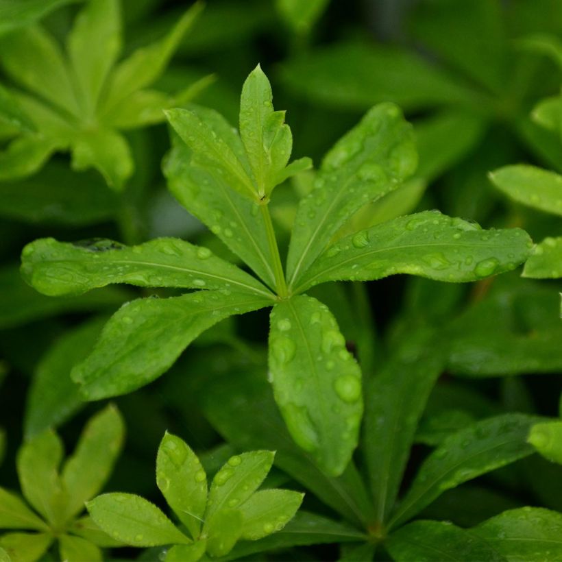 Tuoksumatara - Galium odoratum (Lehvistö)