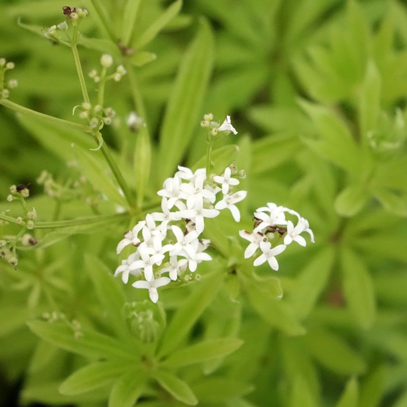 Tuoksumatara - Galium odoratum (Kukinta)