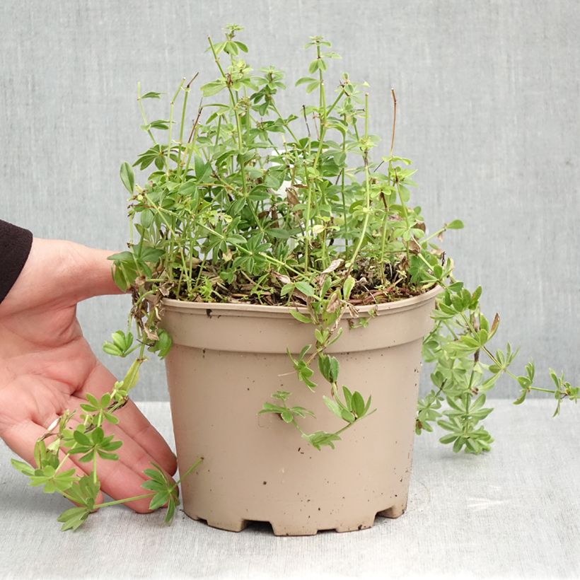 Esimerkki syksyllä toimitetusta Tuoksumatara - Galium odoratum 2 litran/3 litran ruukku-taimesta