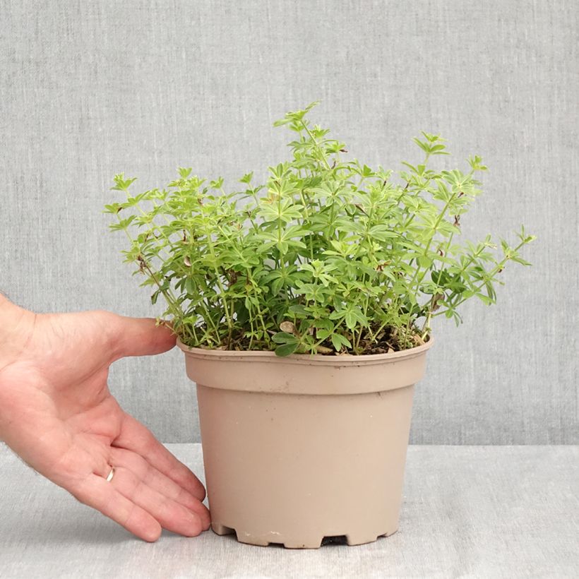 Esimerkki kesällä toimitetusta Tuoksumatara - Galium odoratum Ruukku 2L / 3L-taimesta