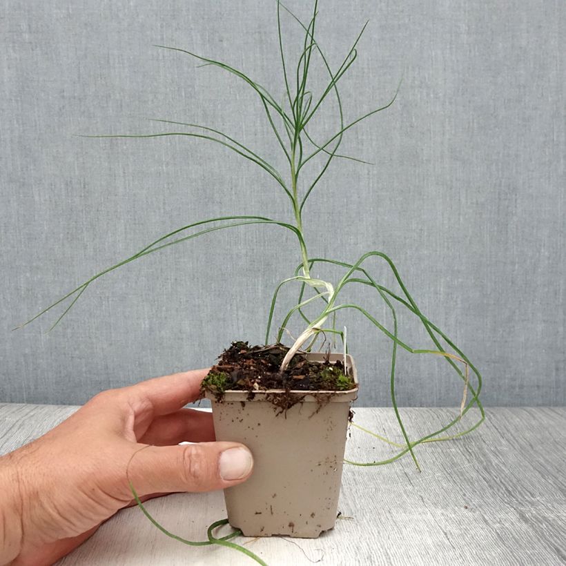 Esimerkki kesällä toimitetusta Adriansoihtu - Asphodeline liburnica Godet de 8/9 cm-taimesta