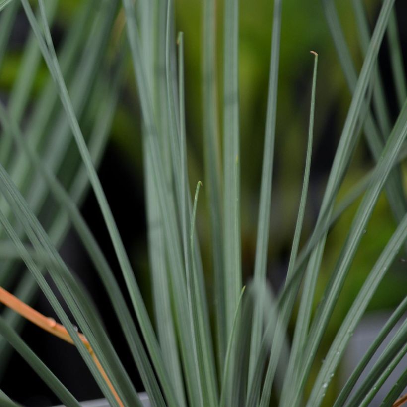 Keltasoihtu - Asphodeline lutea (Lehvistö)