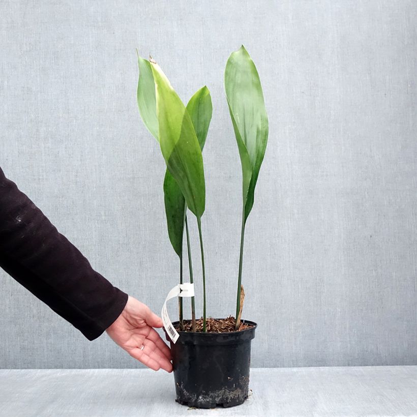 Esimerkki syksyllä toimitetusta Tuonenkielo - Aspidistra elatior 2 litran/3 litran ruukku-taimesta