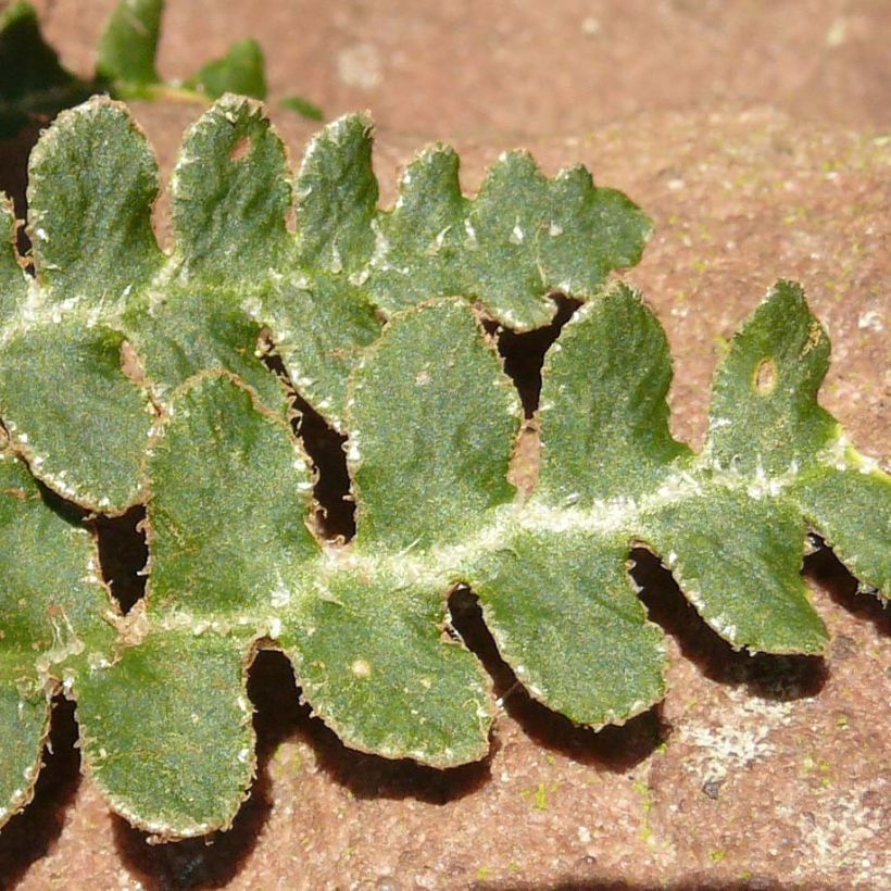 Raunioinen - Asplenium ceterach (Lehvistö)