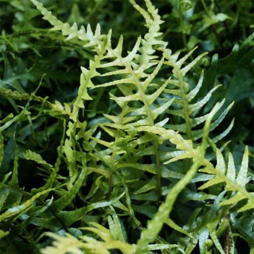 Raunioinen - Asplenium x ebenoides (Lehvistö)