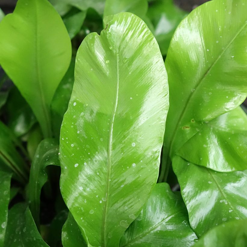 Pesäraunioinen - Asplenium nidus (Lehvistö)