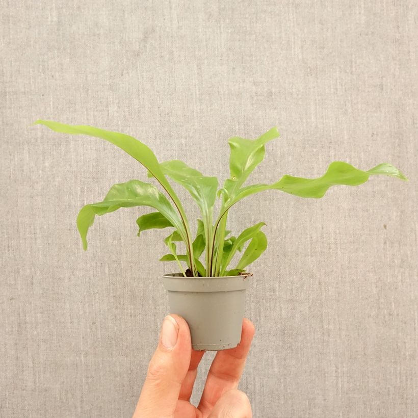 Esimerkki keväällä toimitetusta Pesäraunioinen - Asplenium nidus Minikasvi-taimesta