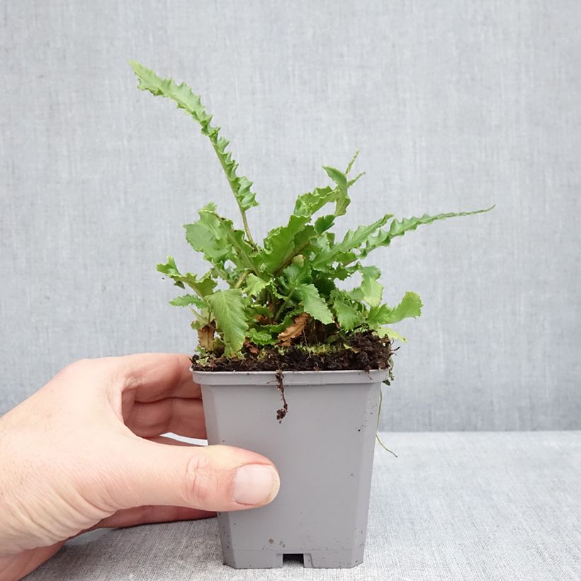 Esimerkki talvella toimitetusta Hirvensaniainen Angustifolia 8/9 cm taimiruukku-taimesta