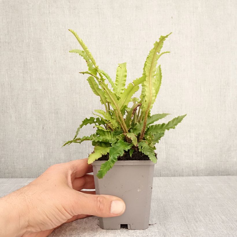 Esimerkki keväällä toimitetusta Hirvensaniainen Angustifolia Taimiruukku 8/9 cm-taimesta