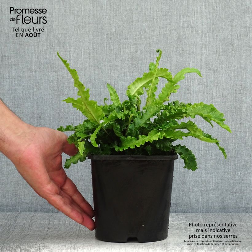 Esimerkki kesällä toimitetusta Hirvensaniainen Angustifolia Ruukku 2L / 3L-taimesta