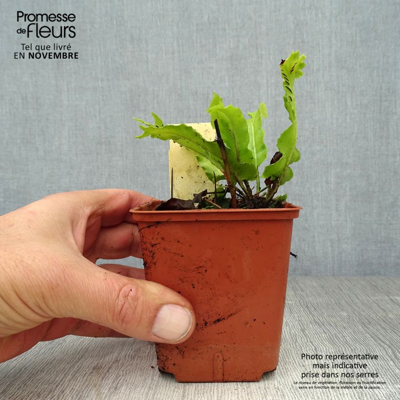 Esimerkki syksyllä toimitetusta Hirvenkieli Cristatum Group 8/9 cm taimiruukku-taimesta