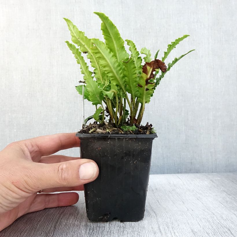 Esimerkki syksyllä toimitetusta Hirvenkieli Undulatum Angustatum 8/9 cm taimiruukku-taimesta