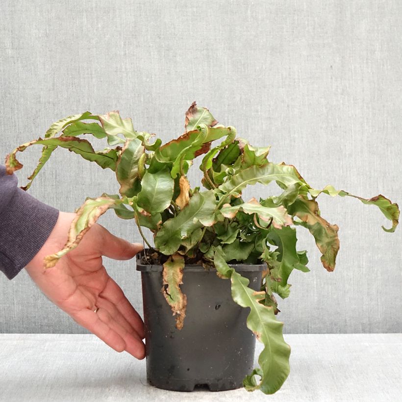 Esimerkki keväällä toimitetusta Hirvenkieli Undulatum Group Pot de 2L/3L-taimesta