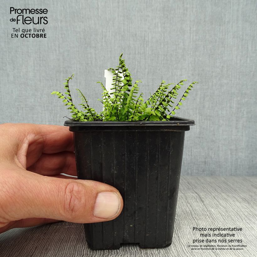 Esimerkki syksyllä toimitetusta Kalliotummaraunioinen - Asplenium trichomanes 8/9 cm taimiruukku-taimesta