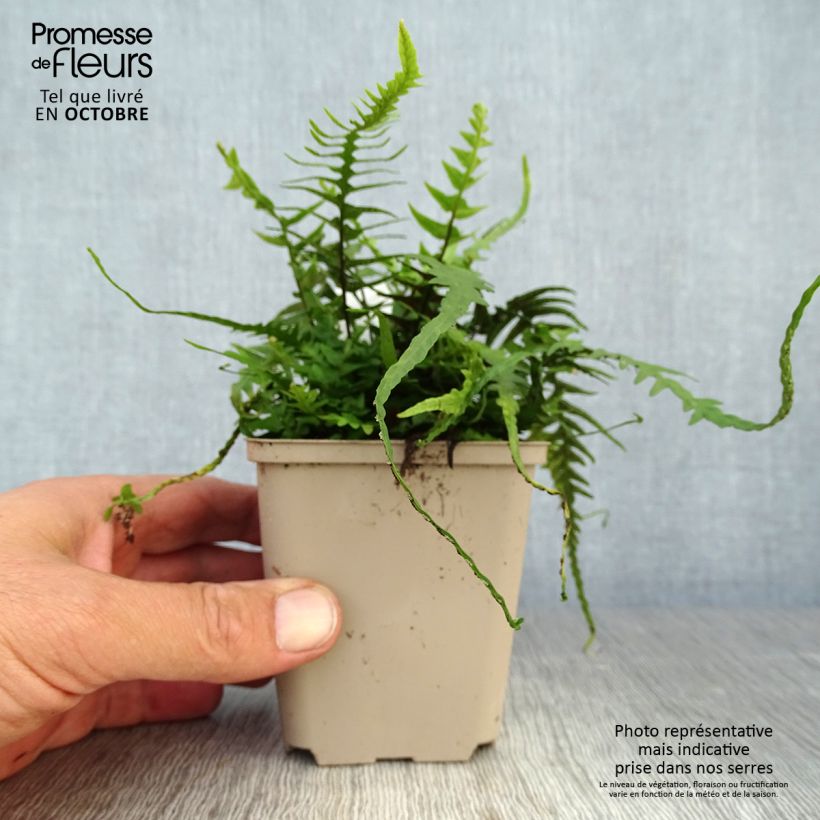 Esimerkki syksyllä toimitetusta Raunioinen - Asplenium x ebenoides 8/9 cm taimiruukku-taimesta