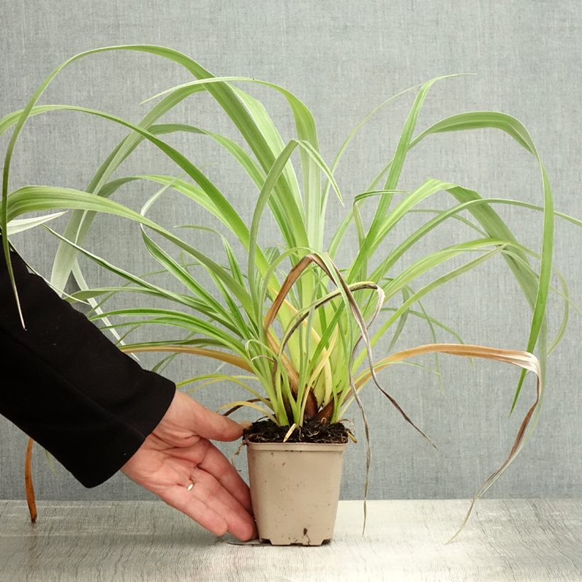Esimerkki syksyllä toimitetusta Astelia chathamica Silver Shadow 8/9 cm taimiruukku-taimesta