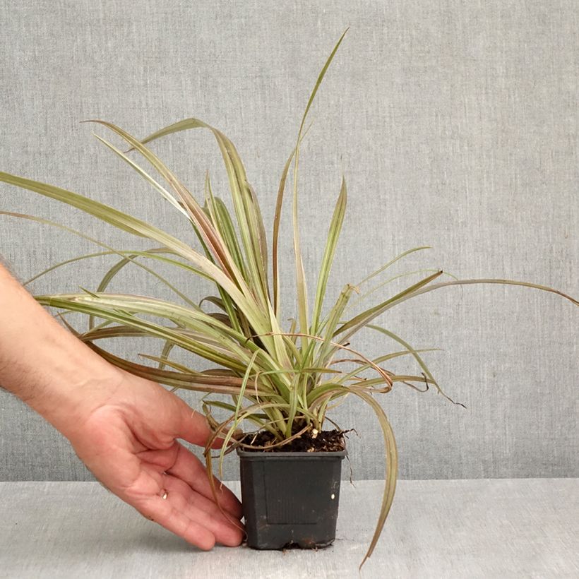 Esimerkki syksyllä toimitetusta Astelia nervosa Westland 8/9 cm taimiruukku-taimesta