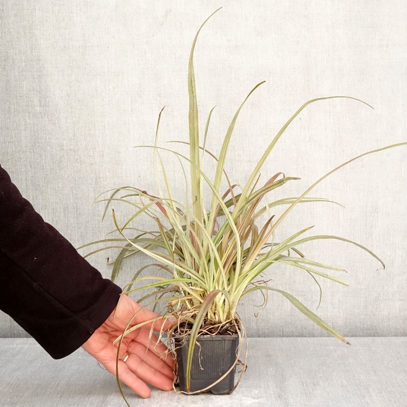 Esimerkki keväällä toimitetusta Astelia nervosa Westland Taimiruukku 8/9 cm-taimesta