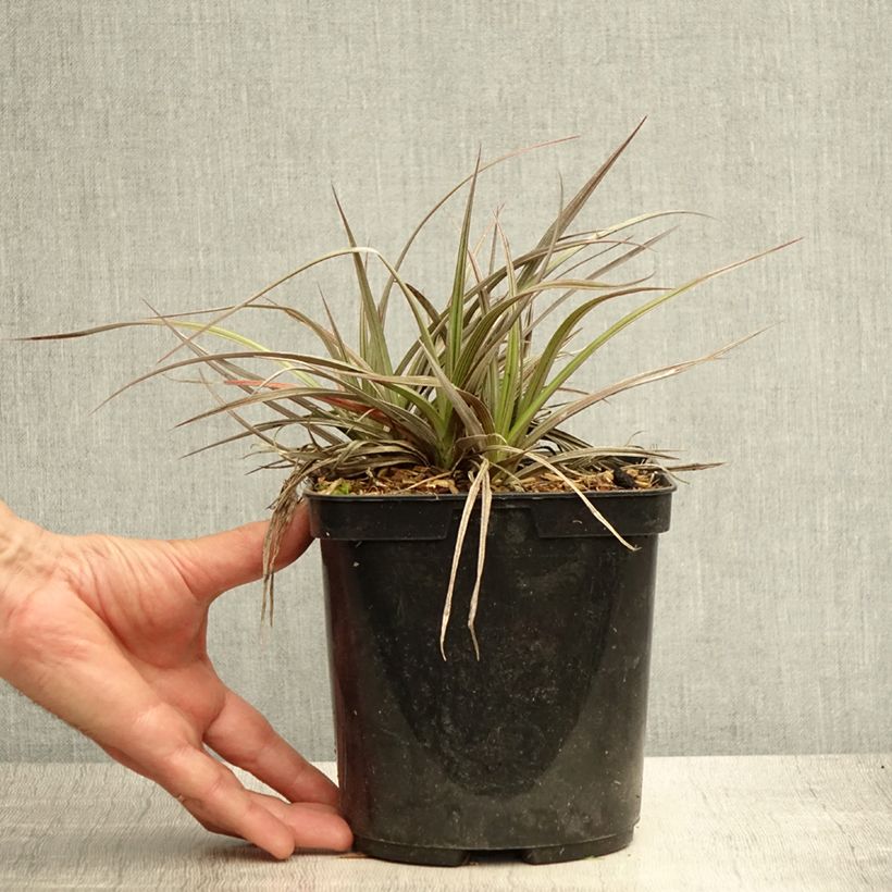 Esimerkki kesällä toimitetusta Astelia Red Shadow Pot de 2L/3L-taimesta