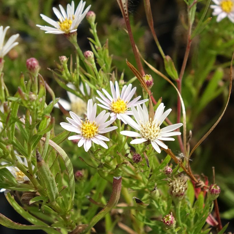 Syysasteri - Aster linariifolius (Kukinta)